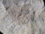 Carya serrifolia (GOEPPERT) - Bild © FossNet FossilienStore